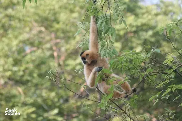 Gibbon in the canopy at Cat Tien Nature Park, framed by leafy branches on a guided eco escape with Green Hope Lodge
