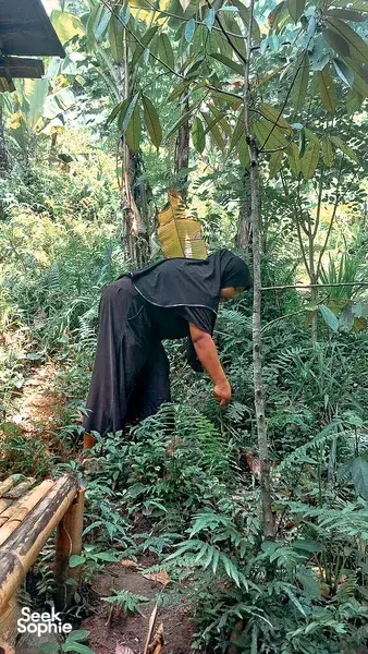 Person crouching and working among dense plants in a shaded Lombok forest garden, part of a sustainable walk