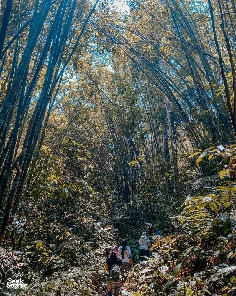 Seek Sophie option picture