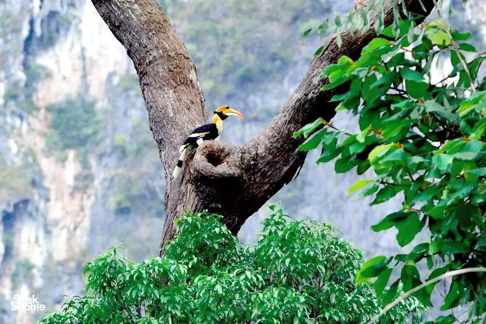 Seek Sophie option picture