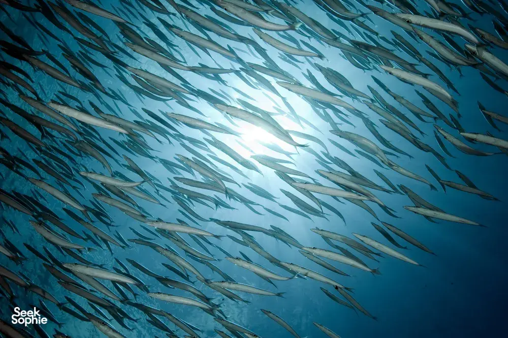 Seek Sophie option picture