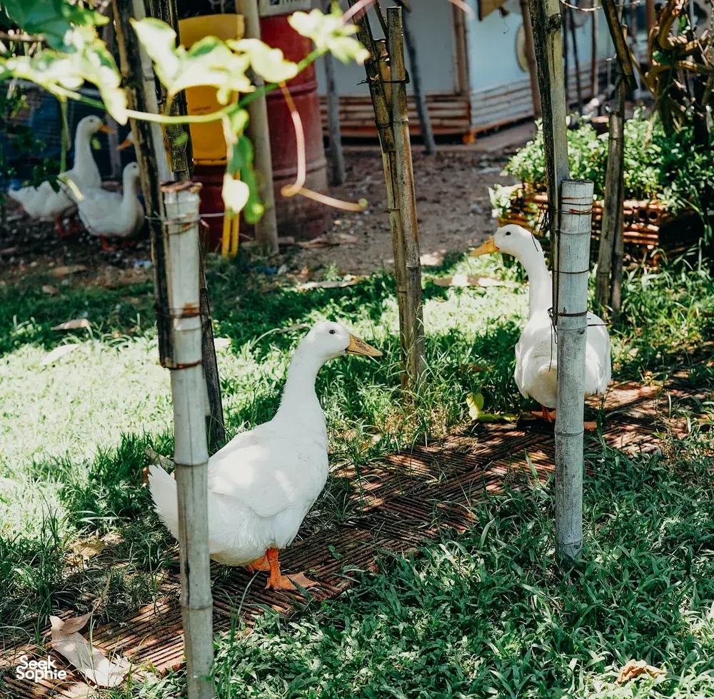 Seek Sophie option picture