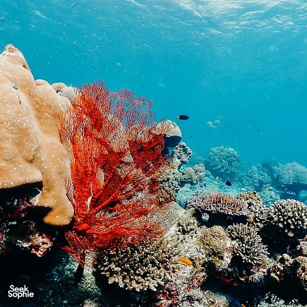 Day Trip To Surin Island | Snorkel & Visit Thai Sea Gypsy Village