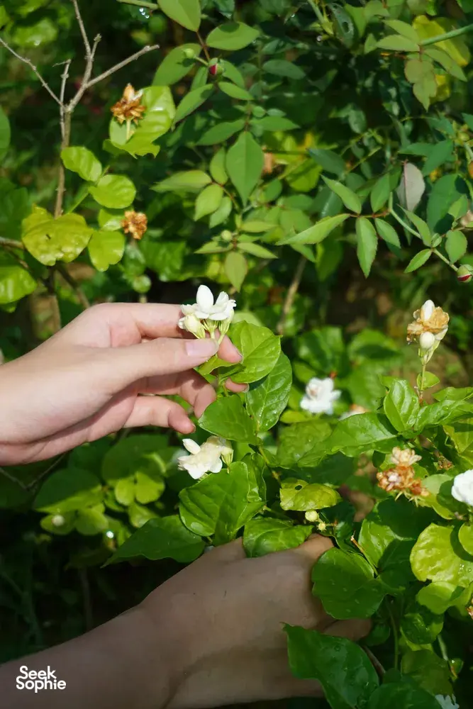 Seek Sophie option picture