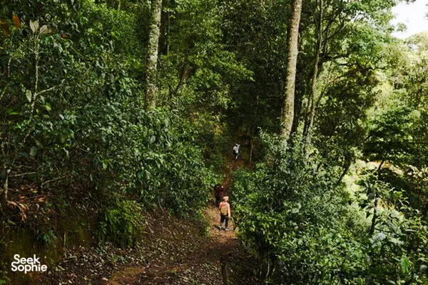 Hikers walk a forest path in Xishuangbanna, surrounded by dense jungle canopy and bright green undergrowth