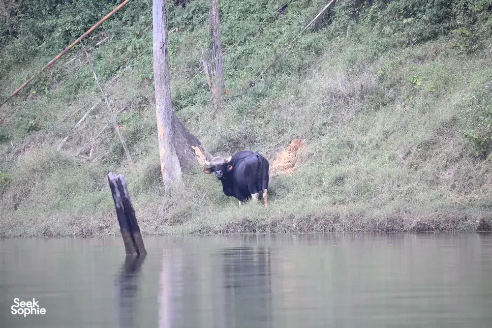 Seek Sophie option picture