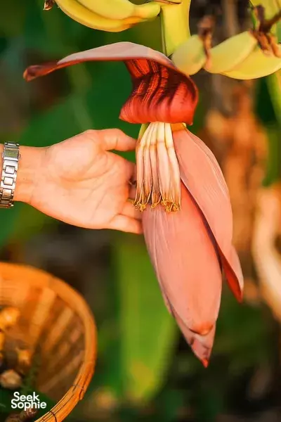Thai Granny Cooking at a Peaceful Farm Retreat