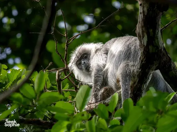 Grey primate with long face perched in leafy branches in Cat Tien, seen on a private 3D2N ethical tour led by an expert naturalist