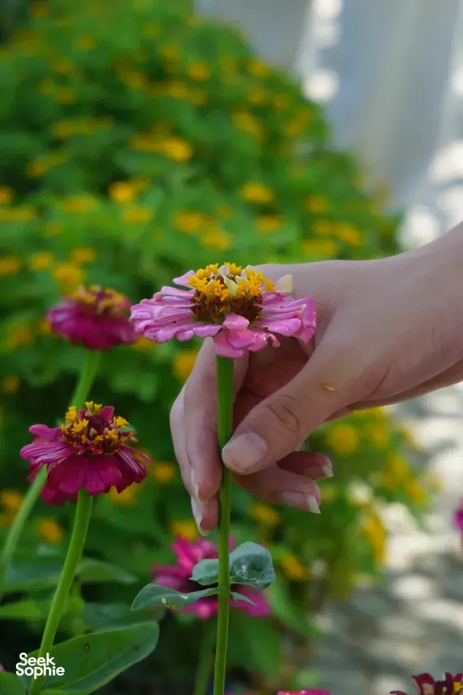 Seek Sophie option picture