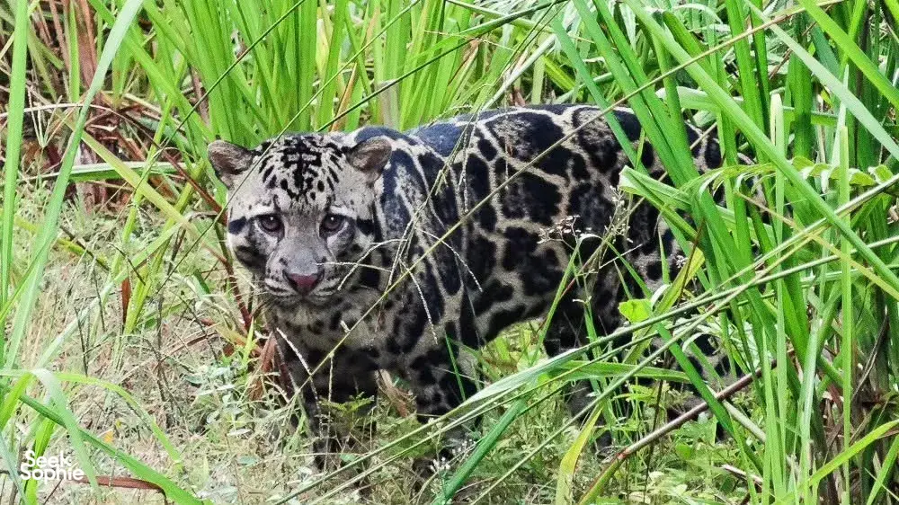 Spotted big cat crouching in tall grass during a Deramakot Safari near Sandakan, Sabah — expert-guided rainforest wildlife encounter