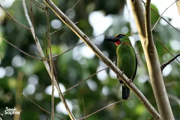Private Half Day Bird Watching Walk at Khao Sok National Park 