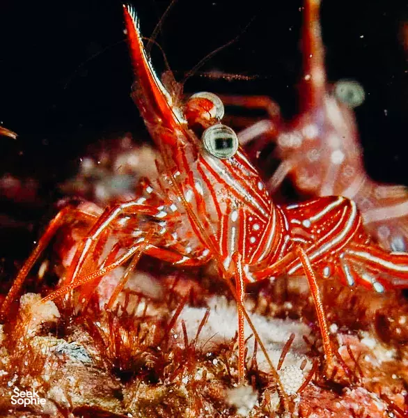 Macro close-up of an orange-red shrimp on rocky seabed, captured during a fun dive for macro lovers in Lombok