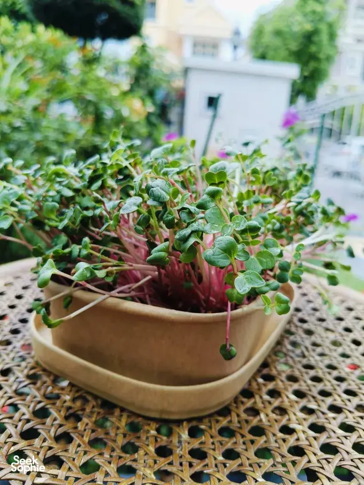 Microgreens sprouting in a wooden tray at Urban Green Dot’s hands-on grow-your-own microgreens workshops in Singapore