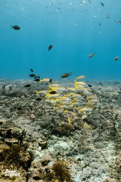 School of yellow reef fish over a coral seabed in East Bali, snorkelling with Livingseas on restoration days