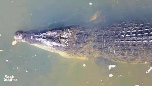 Jelajah Lahan Basah Privat dengan Pemandu di Sungei Buloh