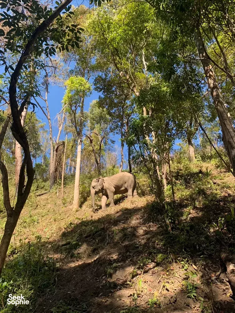 Seek Sophie option picture