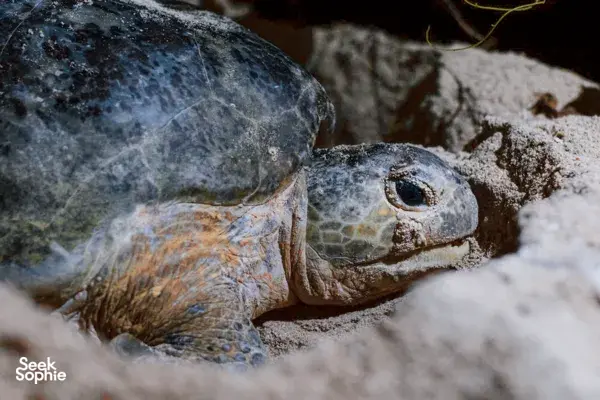 4H3M Sungai Kinabatangan, Pulau Penyu & Rizab Orangutan Sepilok