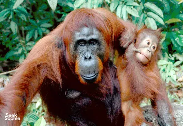 3D2N Tanjung Puting Safari with Local Orangutan NGO