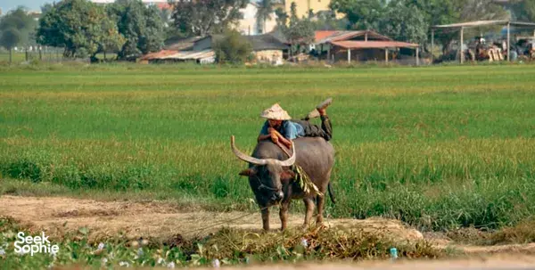 Hidden Hoi An Villages by Vespa | With Local Lunch