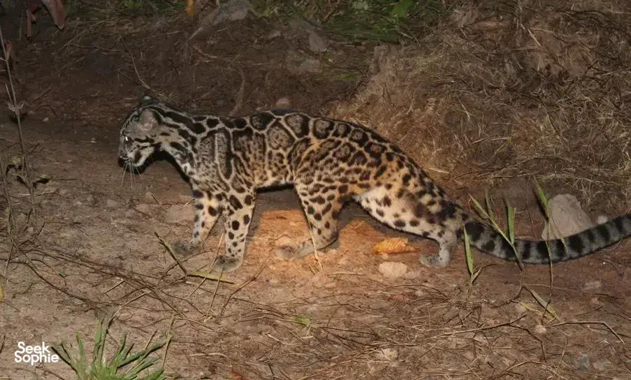 Rosetted wild cat walking on forest ground during a Deramakot Safari near Sandakan, Sabah — expert-guided Borneo wildlife viewing