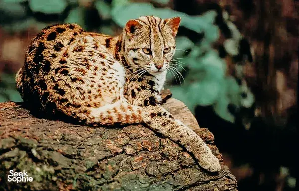 [SOLD OUT] In Search of Singapore's Last Wildcat