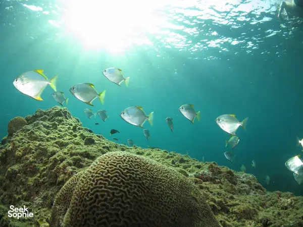Sekumpulan ikan perak berenang di atas terumbu karang dalam air yang jernih, sebahagian daripada selaman pulau Bigfin Divers di Semporna, Sabah