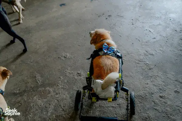Rescued brown dog riding in a cart during a walk with Laws for Paws Vietnam in Ho Chi Minh City shelter area