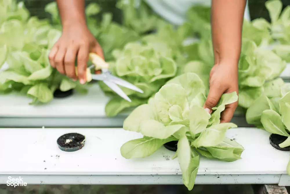 Seek Sophie option picture