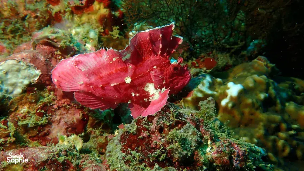 Underwater macro dive at Lombok Pink Beach near coral, with a red fish swimming among reef rocks on a Scuba Froggy trip