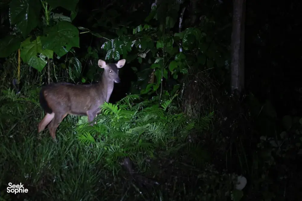 Seek Sophie option picture