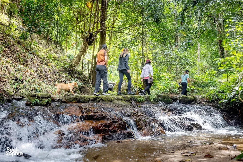 Group walks along a rocky stream through lush forest near a waterfall during a Mae Kampong foraging excursion in Chiang Mai
