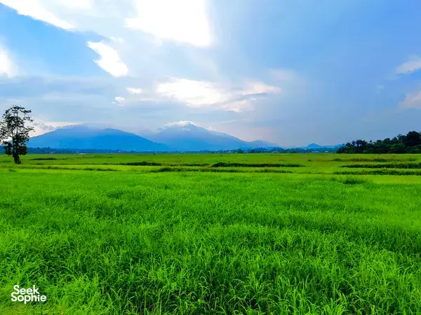 Lush green rice fields on Langkawi with distant mountains and a blue, cloud-filled sky over the countryside