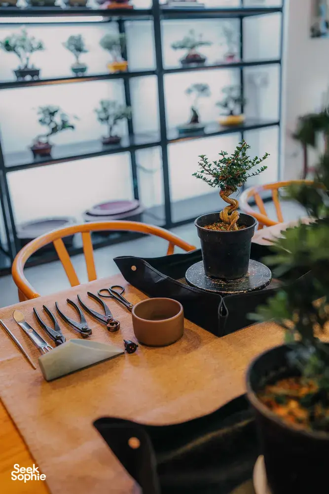 Miniature potted bonsai on a wooden shaping table with gardening tools and a small tree display by a glass window in Singapore