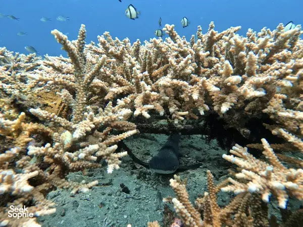 Diver swimming above branching corals off East Bali, showing the reef habitat used for coral restoration snorkelling
