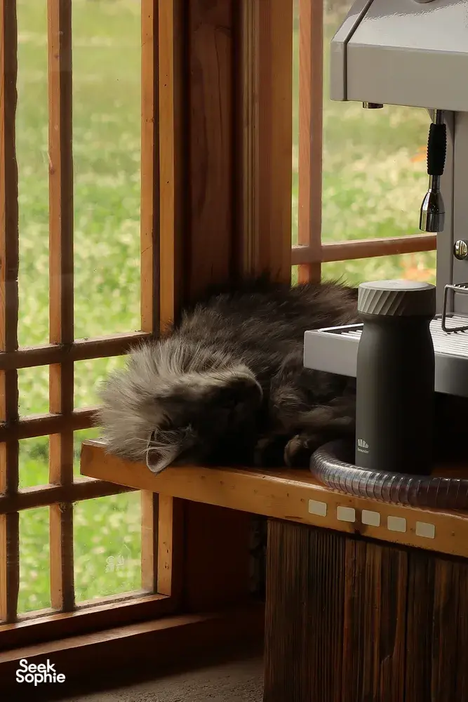 Cat resting on a wooden shelf beside coffee equipment in a family-run workshop at Seeker Yunnan Coffee Estate, Lijiang