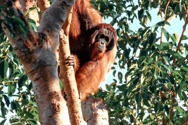 3D2N Beluran Safari with Conservationists | Quieter Deramakot Route