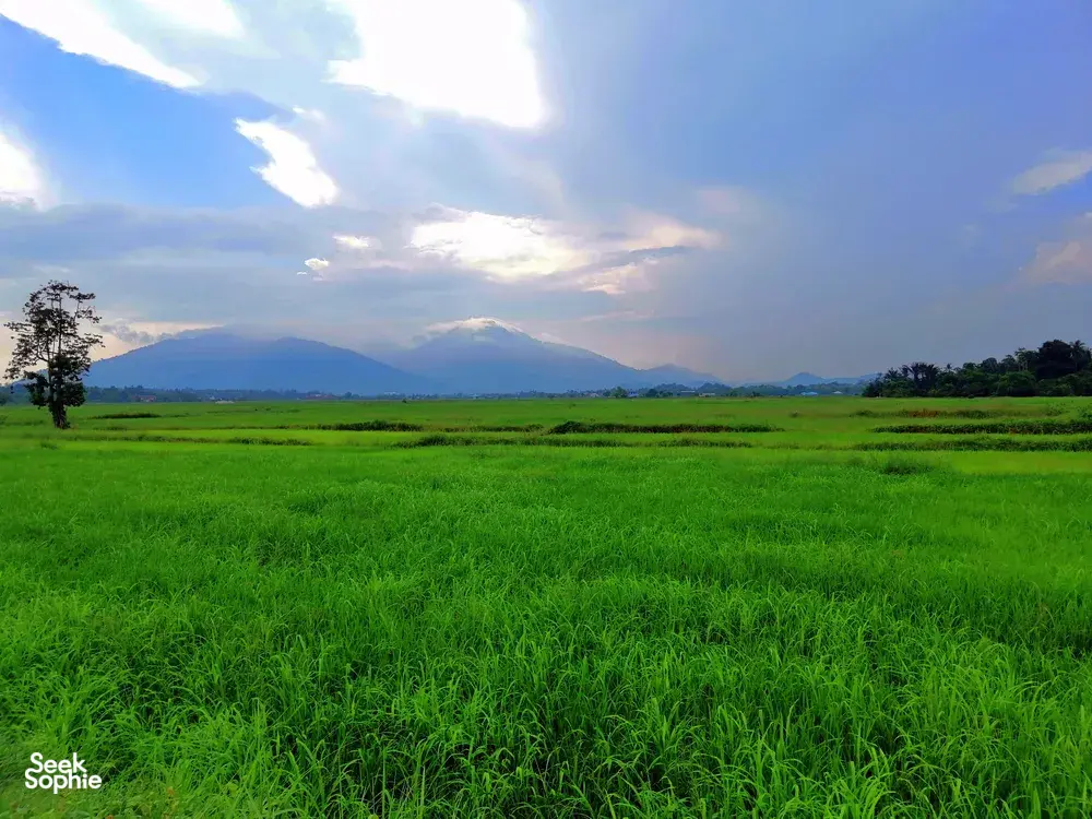 Vast green fields in Langkawi stretch to distant mountains under a cloudy sky, calm countryside views on the cycling route