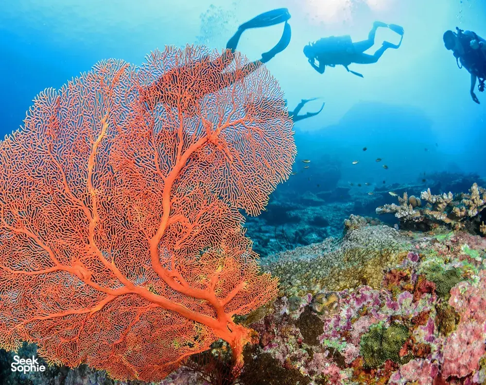 Seek Sophie option picture