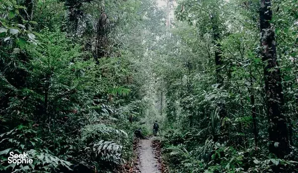 1-Day Sinharaja Rainforest & Waterfall Hike | With Amazing Nature Guide