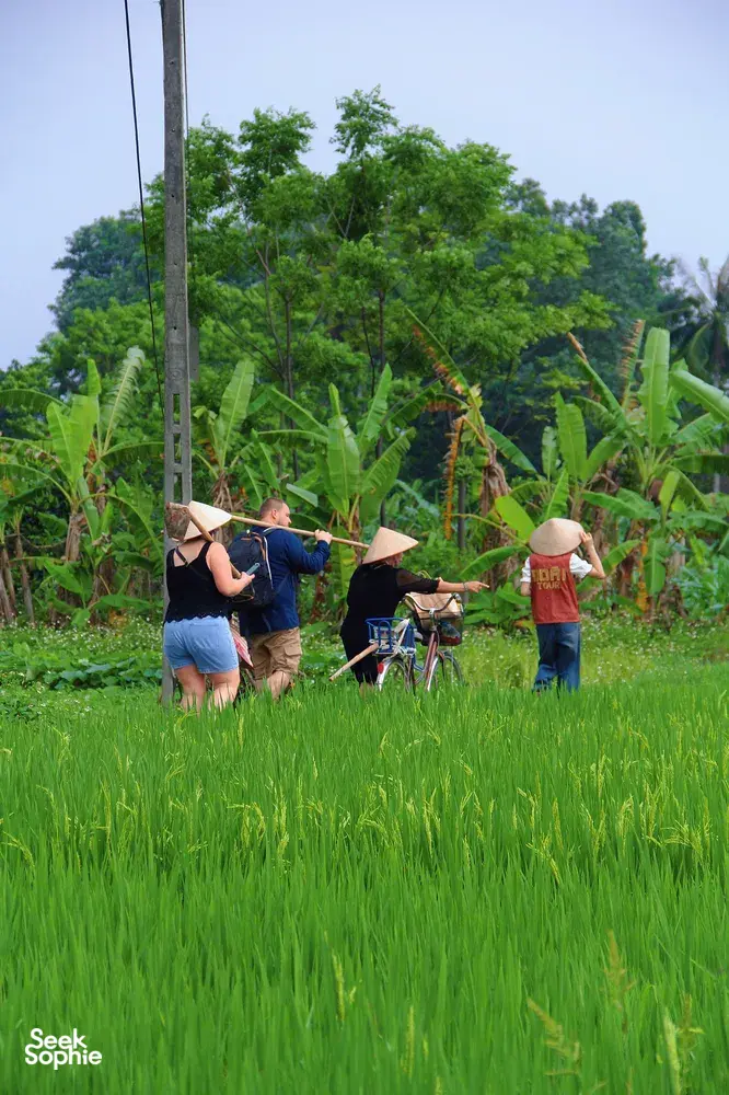 Travellers in conical hats hands-on tending rice seedlings among tall green rows in a paddy at Duong Lam ancient village near Hanoi