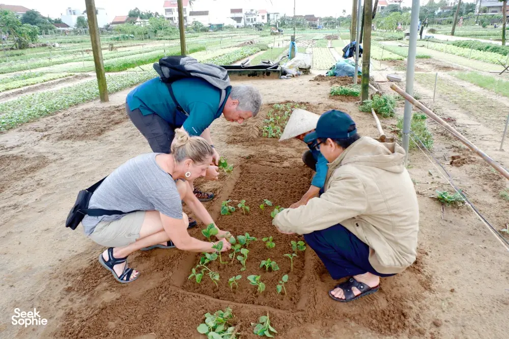 Seek Sophie option picture