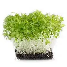 Tray of fresh green microgreens on a black growing mat, photographed against a plain white background—Urban Green Dot workshops in Singapore