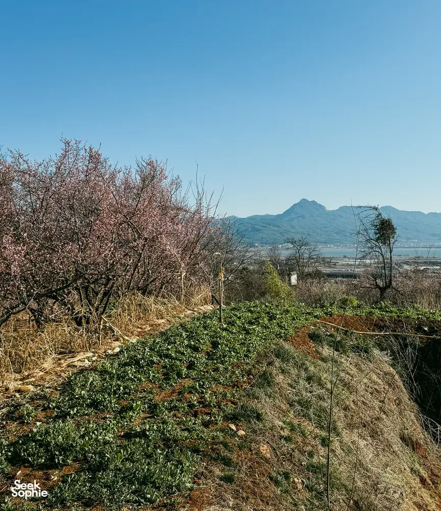 Blossoming trees and wild greenery along a hillside trail above Lijiang, with distant mountains and an open valley view