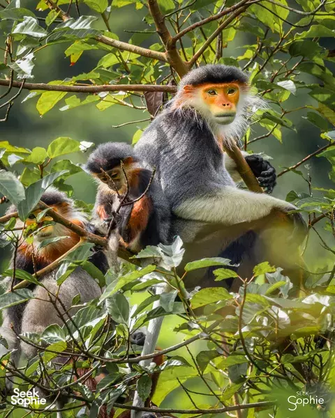 Wildlife Walks in Da Nang