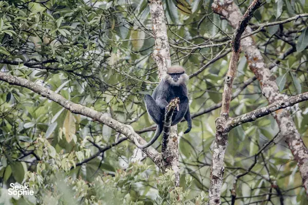 1-Day Sinharaja Rainforest & Waterfall Hike | With Amazing Nature Guide