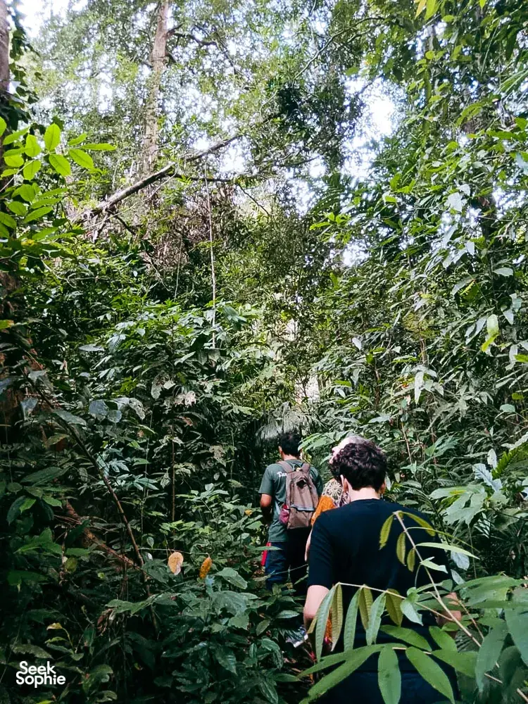 Group trekking on a herbalist-led gentle forest walk through Gunung Raya rainforest in Langkawi with Darulaman Sanctuary