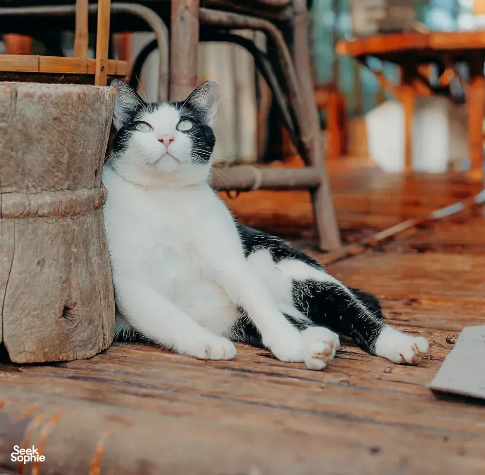 Seek Sophie option picture