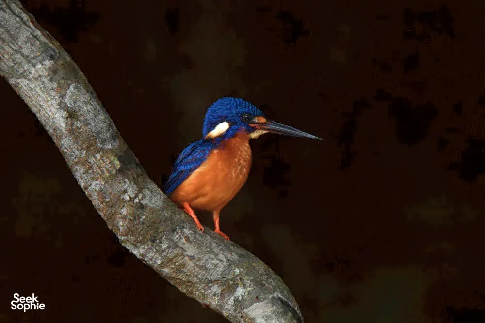 Seek Sophie option picture