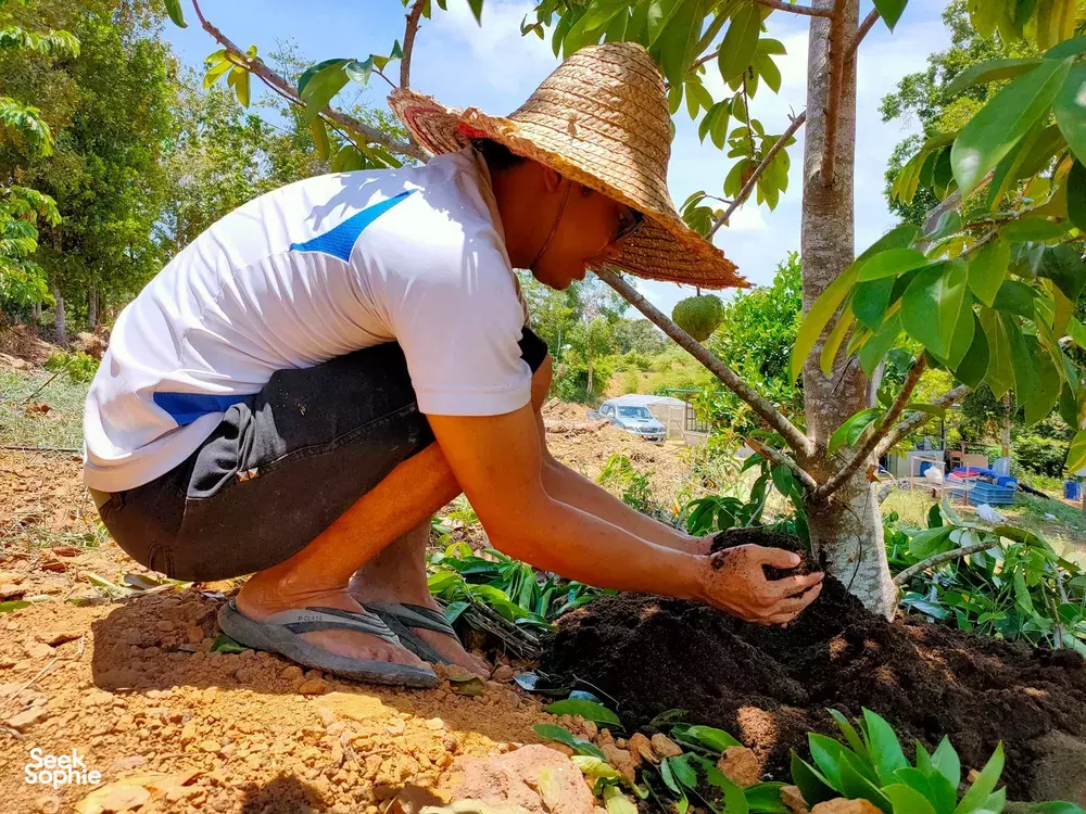 Seek Sophie option picture