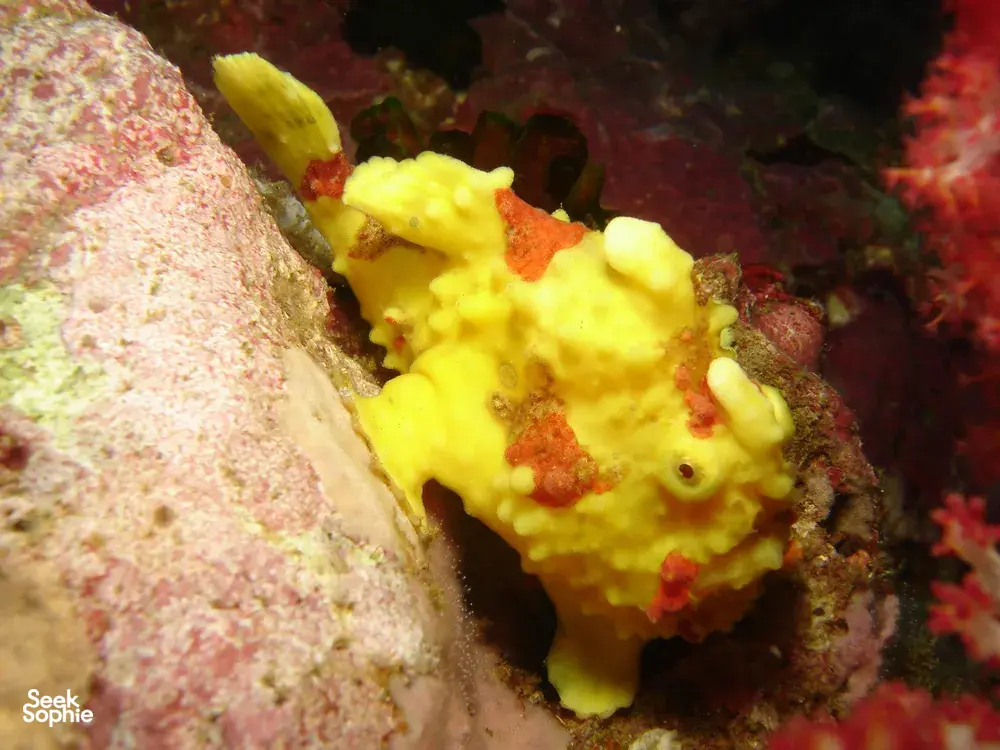 Seek Sophie option picture